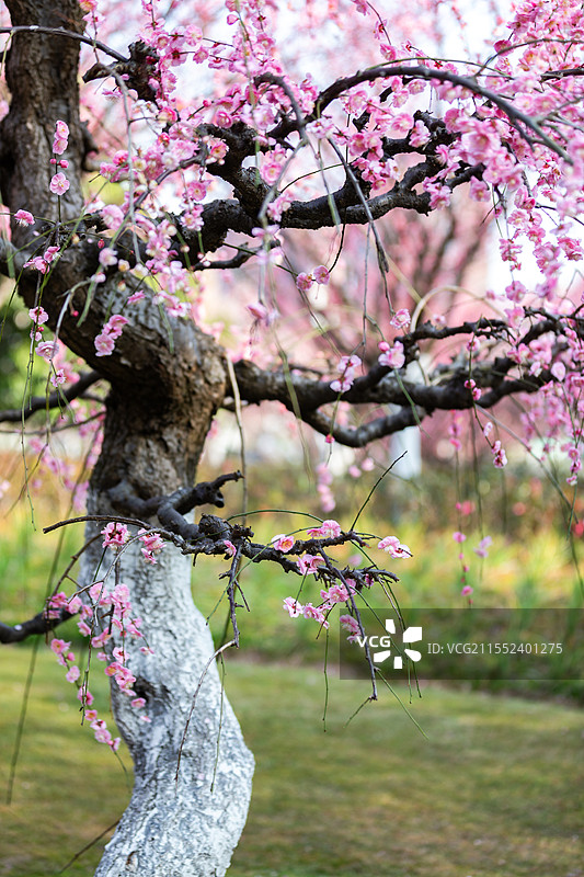 春天梅花龙梅树开花了图片素材