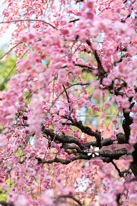 春天梅花龙梅树开花了图片素材