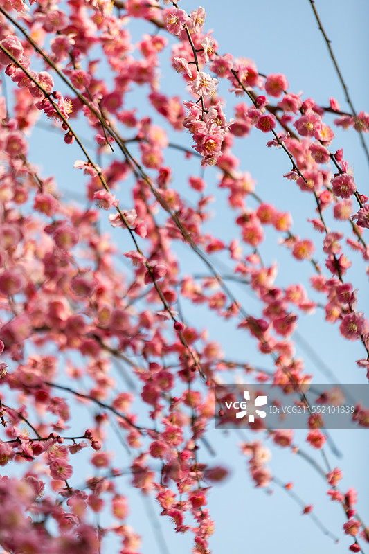 春天梅花龙梅树开花了图片素材