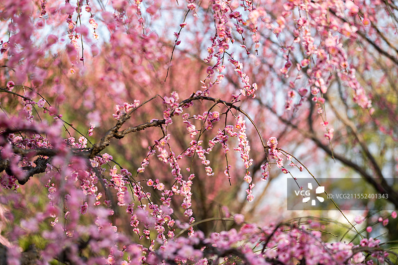 春天梅花龙梅树开花了图片素材