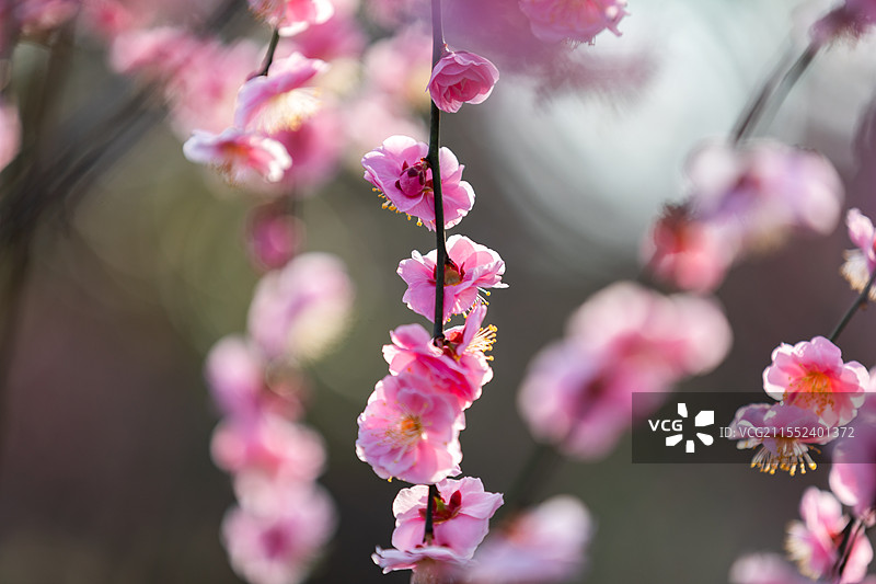 春天梅花龙梅树开花了图片素材