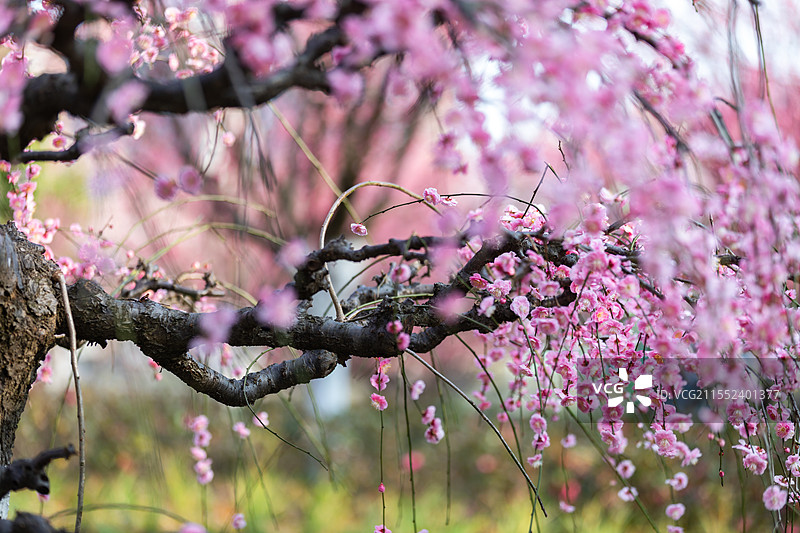 春天梅花龙梅树开花了图片素材