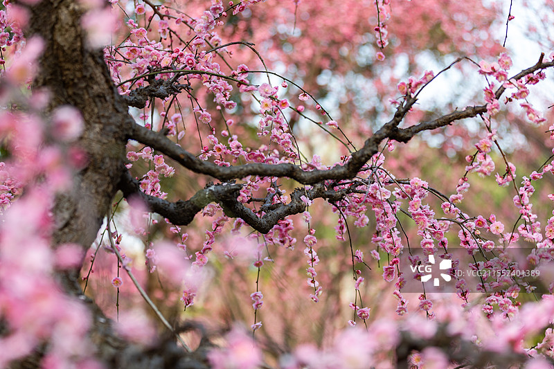 春天梅花龙梅树开花了图片素材