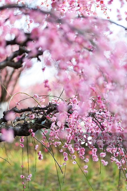 春天梅花龙梅树开花了图片素材