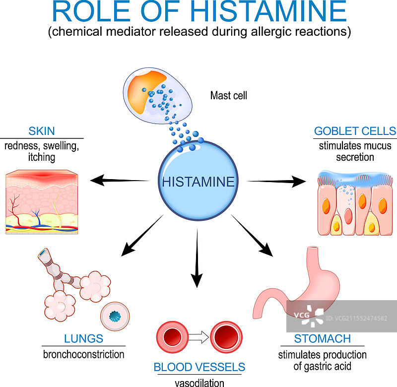 组胺肥大细胞与免疫反应图片素材