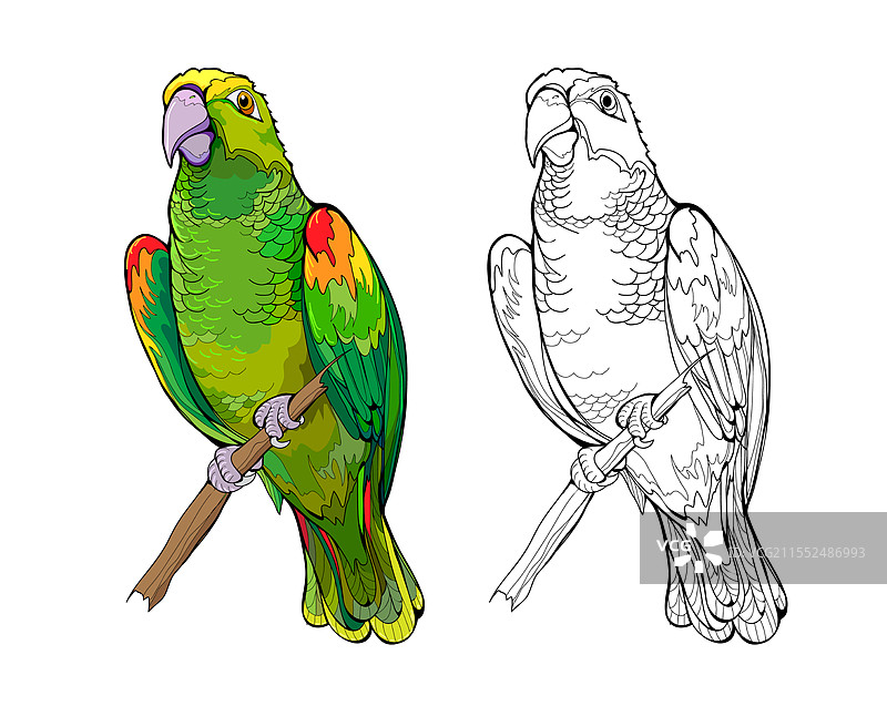 黄色冠亚马逊鹦鹉，色彩斑斓且带有黑色。图片素材