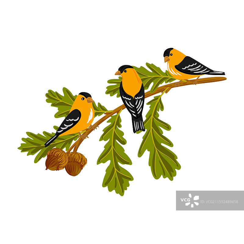 白蜡树的树枝素描图片素材