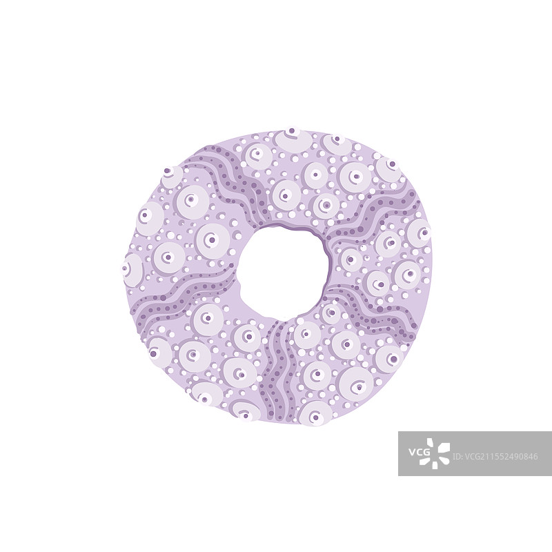 绘制海胆的贝壳图片素材