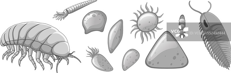 多样的微观海洋生物图片素材