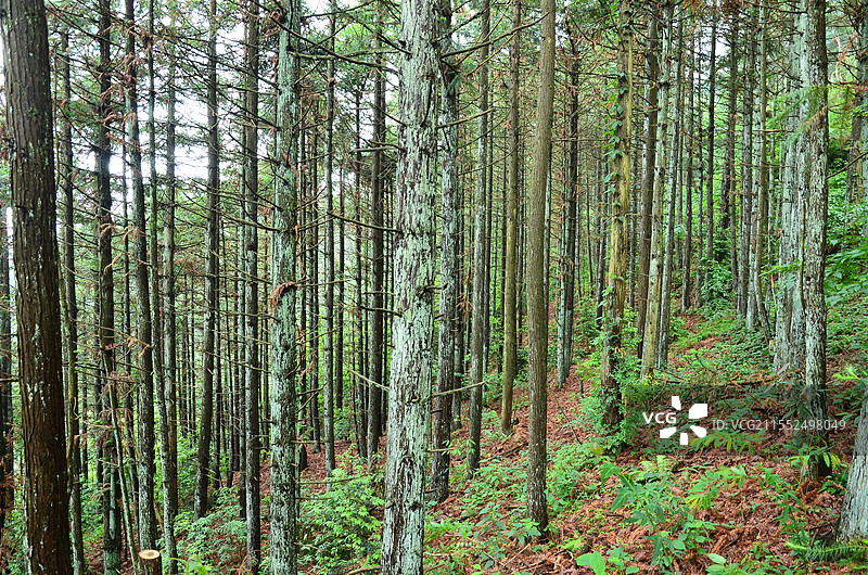 武功山登山道图片素材