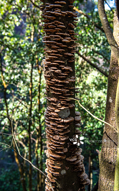 长满菌菇的树木图片素材