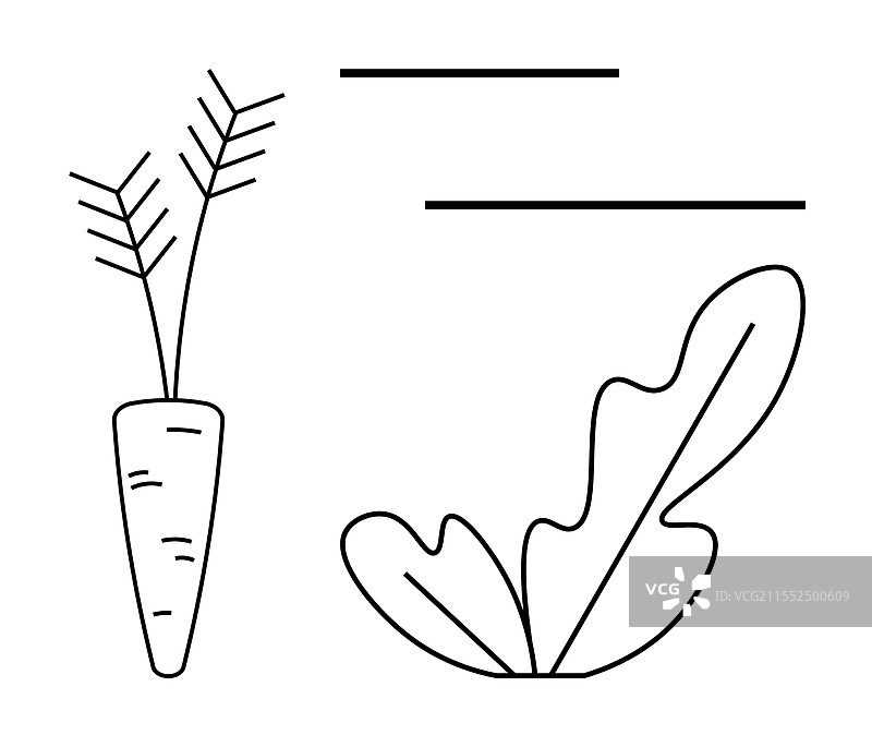 简约线条艺术的胡萝卜和生菜图片素材