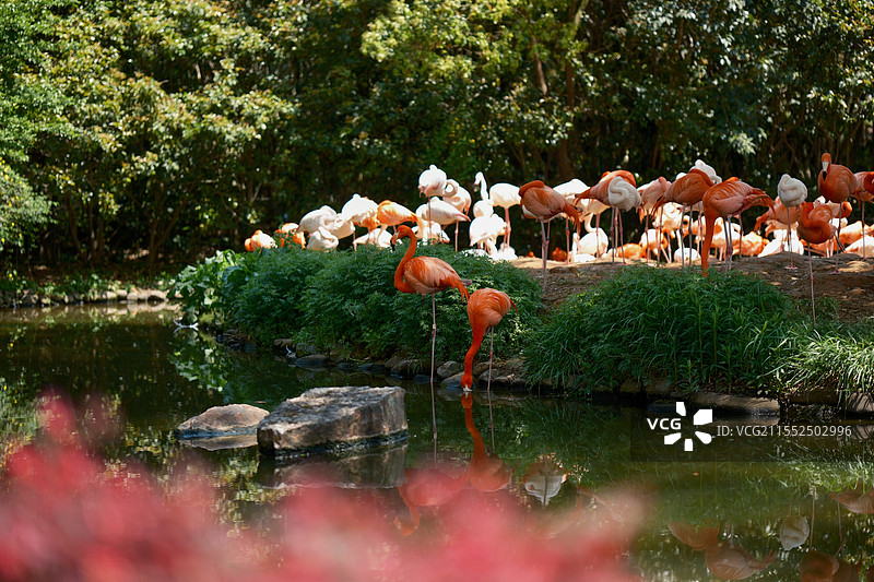 上海野生动物园的火烈鸟！图片素材