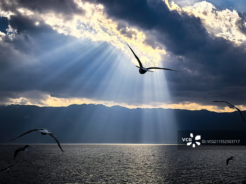 云南大理苍山洱海厚厚的云层漏出了光线，丁达尔效应下海鸥自由飞翔图片素材