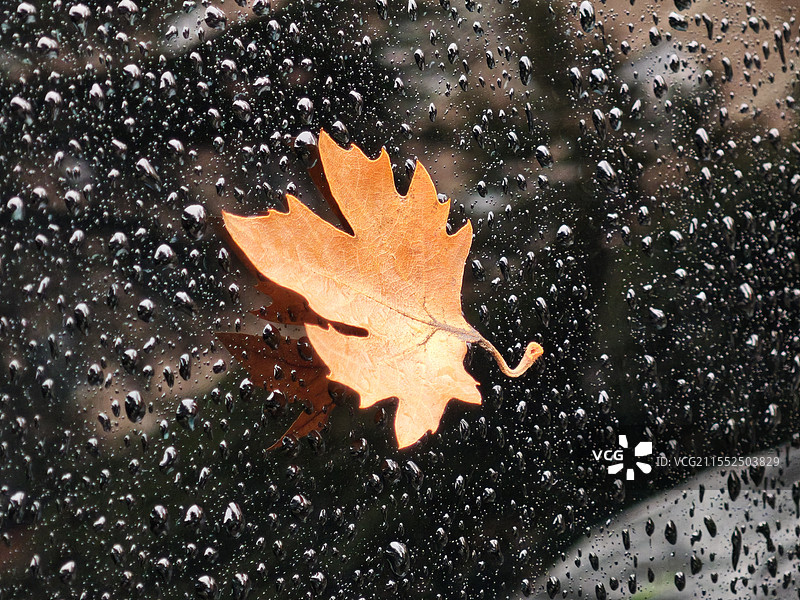 车窗上的雨滴和落叶图片素材