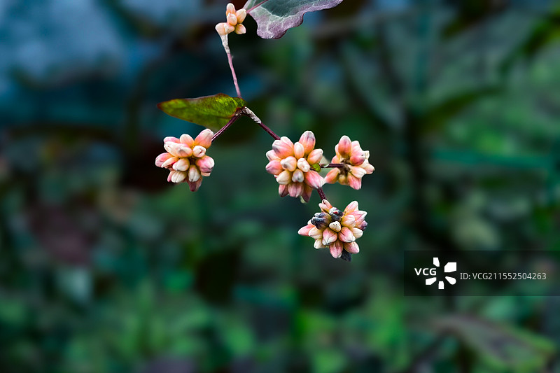 四川宜宾，2025年2月4日，野生植物火炭母。图片素材