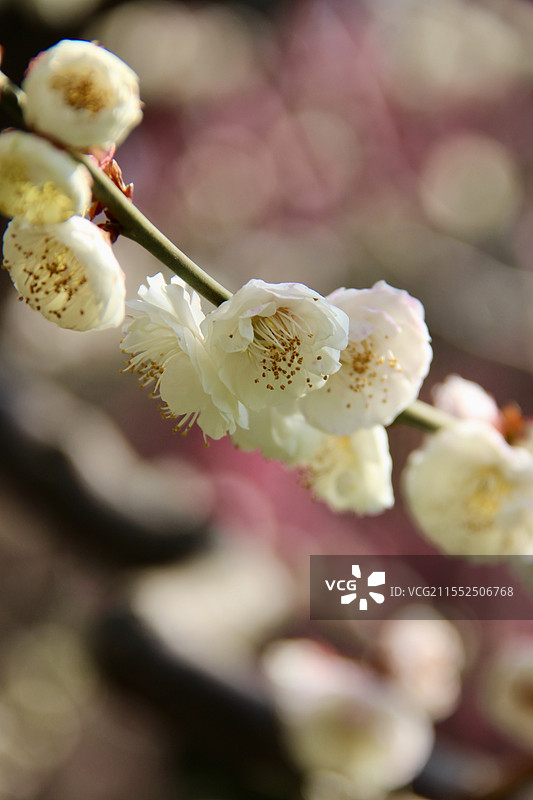 雨山黄香梅花图片素材