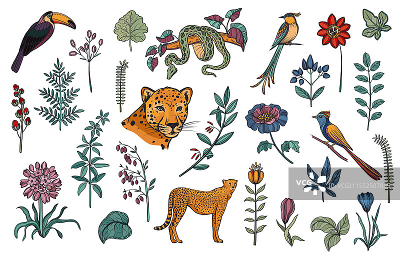 湿润的野生动物与热带植物图片素材