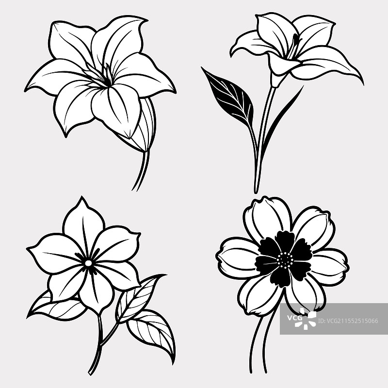 巧克力美人蕉的剪影束图片素材