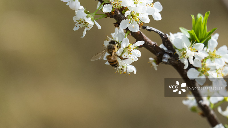 白色李花蜜蜂采蜜特写图片素材