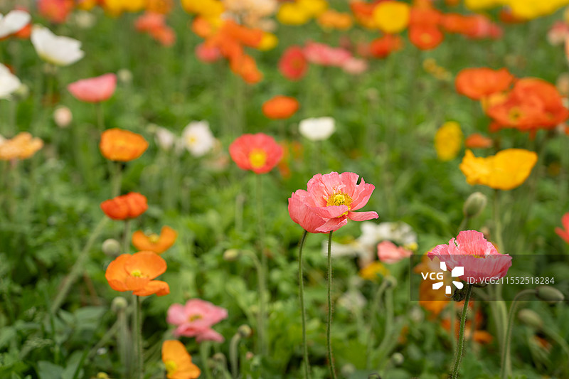 冰岛虞美人花图片素材