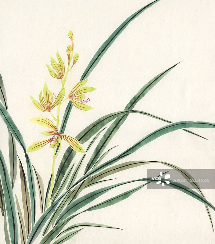 春兰国画手绘插画图片素材