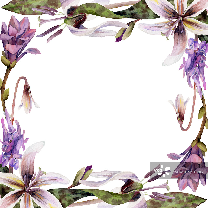 春季森林中的白色鱼腥草花图片素材