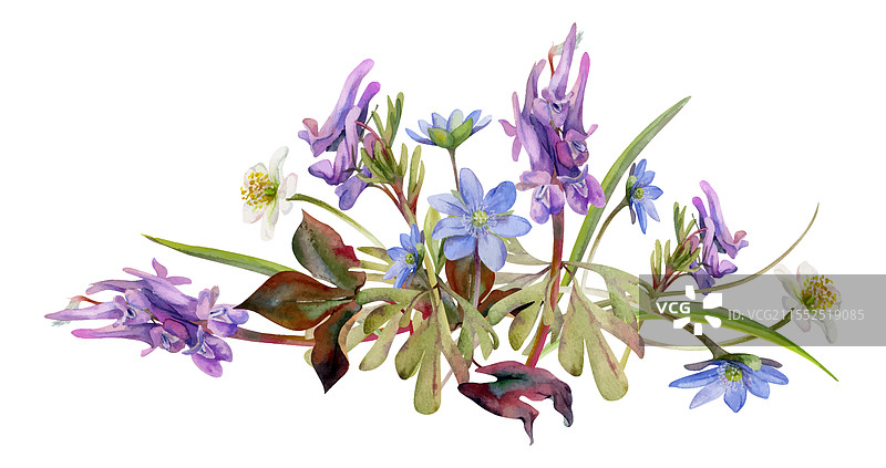 春季森林中的白色银莲花和蓝色报春花图片素材