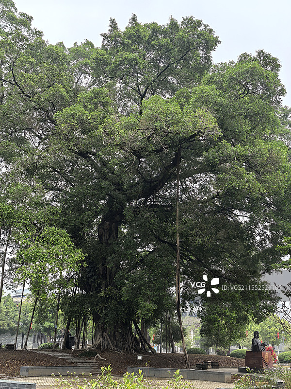 广州从化中学校园大榕树古树名木繁荣自强图片素材