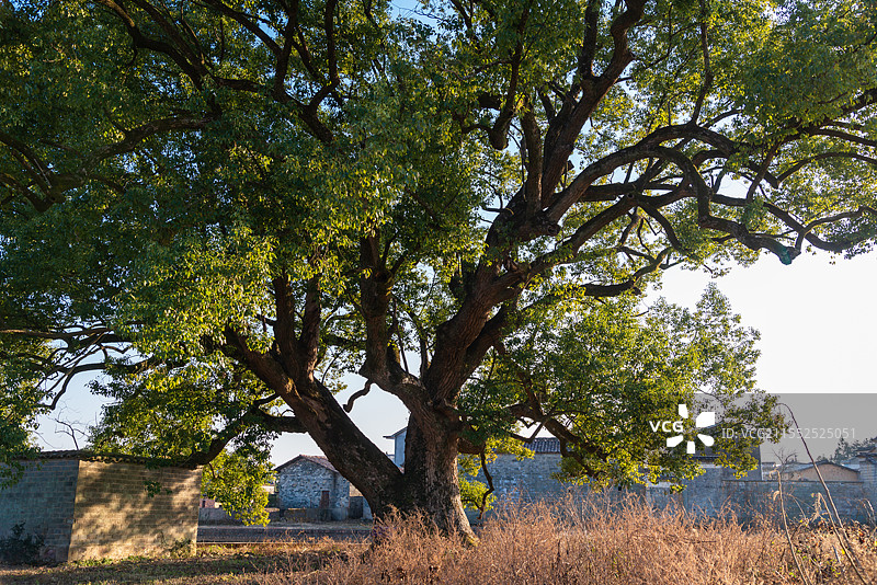 古樟树图片素材