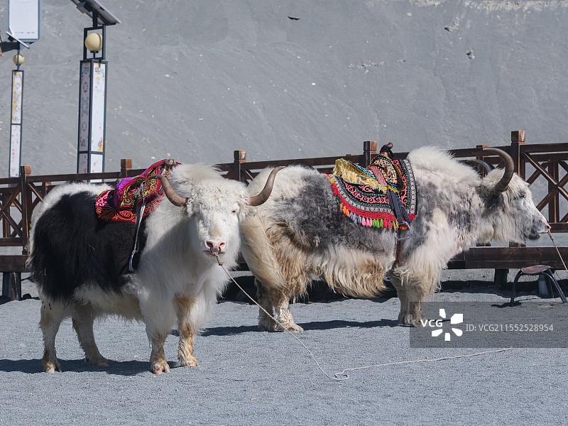 帕米尔高原上的白牦牛图片素材