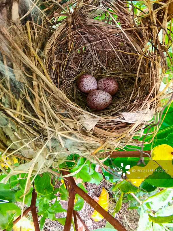 野外树枝上鸟窝中的鸟蛋图片素材