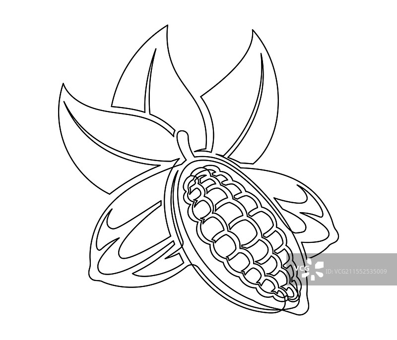 可可豆枝条与叶子线条图图片素材