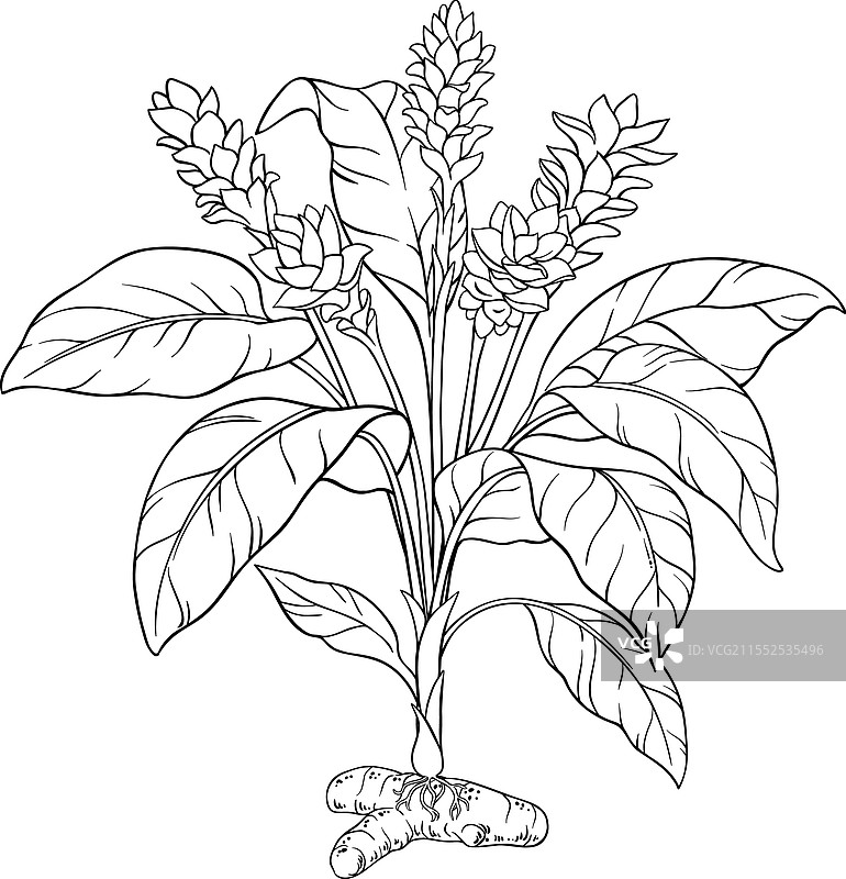 孤立轮廓的姜黄植物图片素材