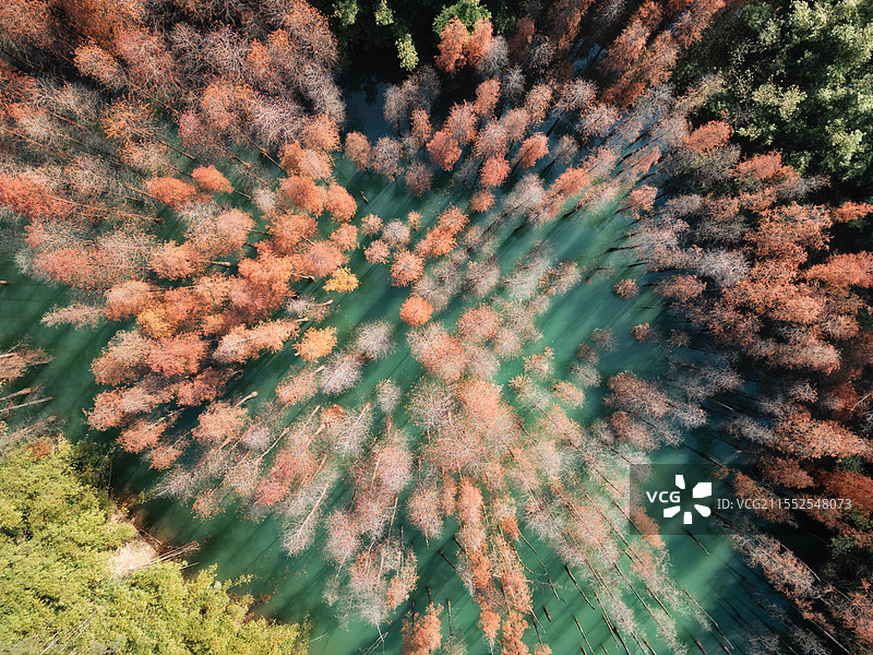 阳光下的落羽杉和水源保护区图片素材