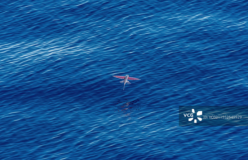 望加锡海峡的飞鱼图片素材