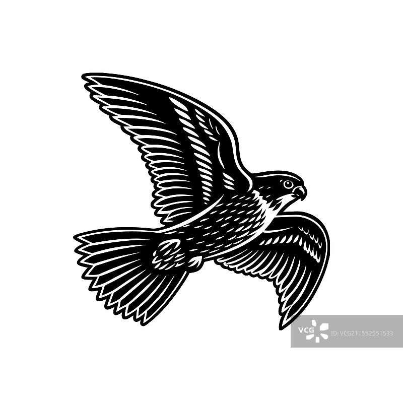 白色背景下的猎鹰剪影图片素材