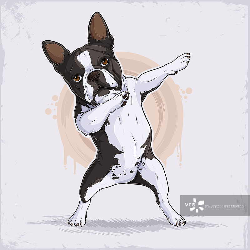 黑白色的波士顿犬正在做打嗝动作图片素材