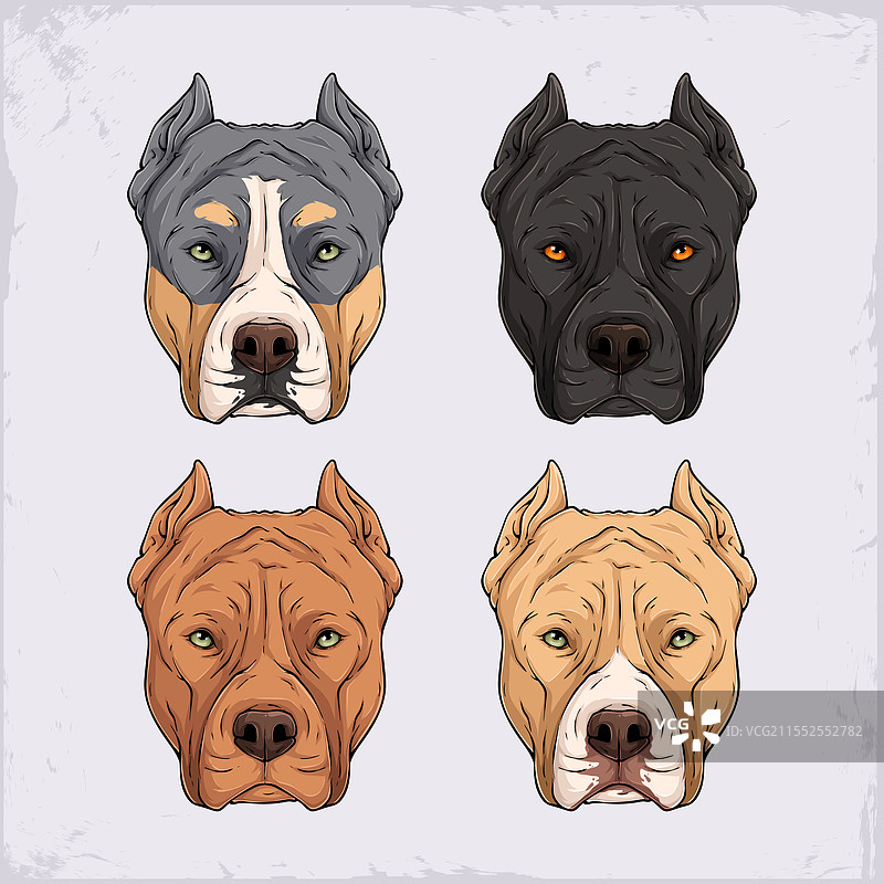 蓝色三色黑色红色棕色斗牛犬的头部图片素材