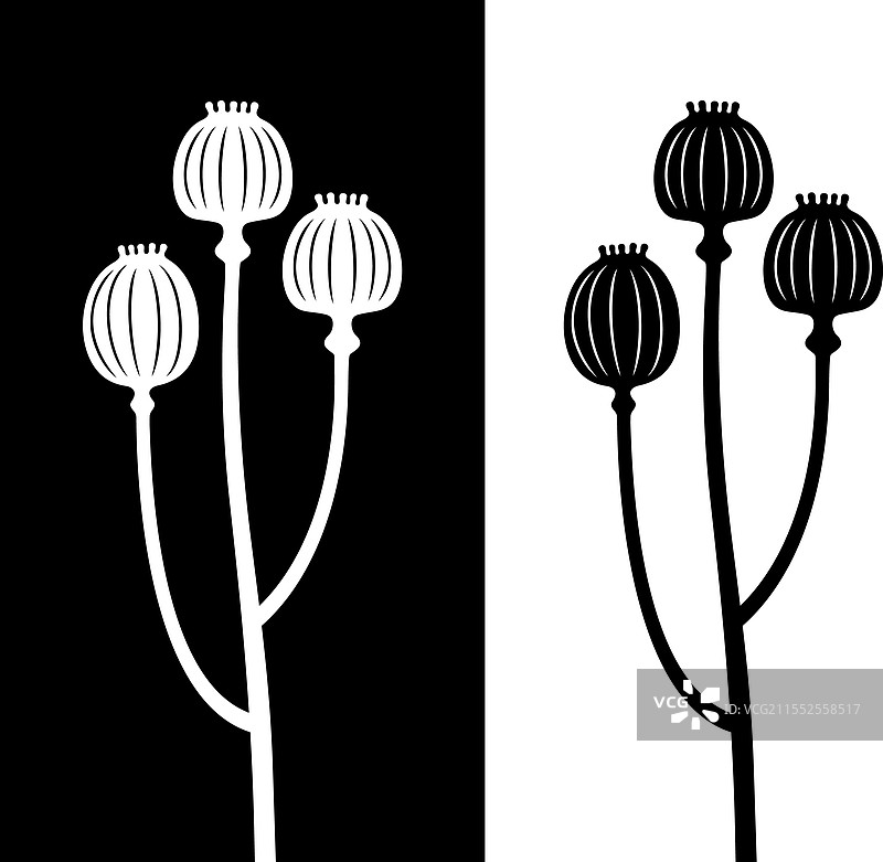 罂粟花图片素材