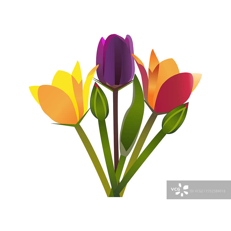 郁金香花图片素材