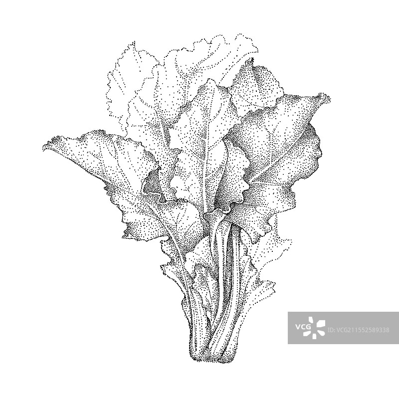 瑞士甜菜莴苣叶（Beta vulgaris）图片素材