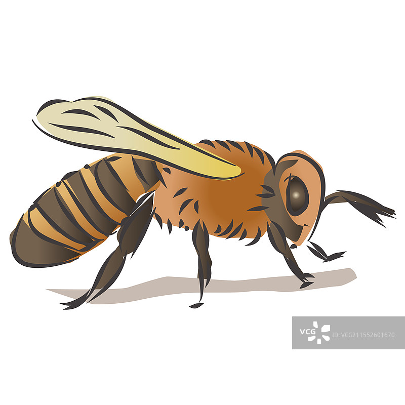蜜蜂的绘画与图片素材