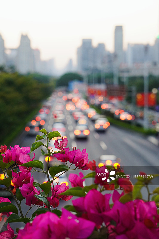 城市春色：繁忙街道旁的绚丽三角梅图片素材