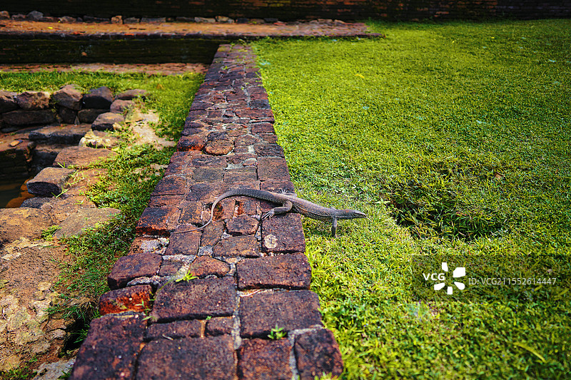 孟加拉蜥图片素材