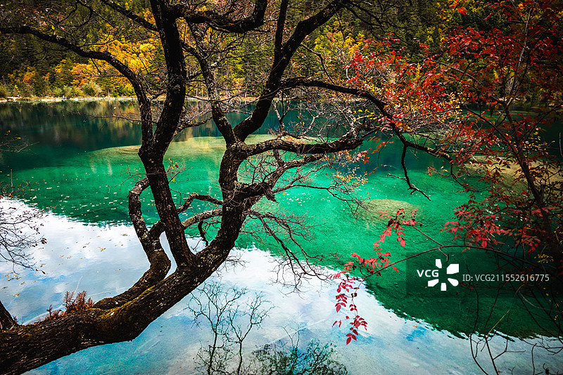 四川西部松潘九寨沟秋天彩林图片素材