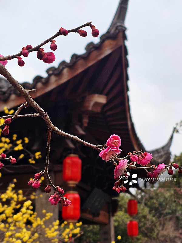 超山观梅图片素材