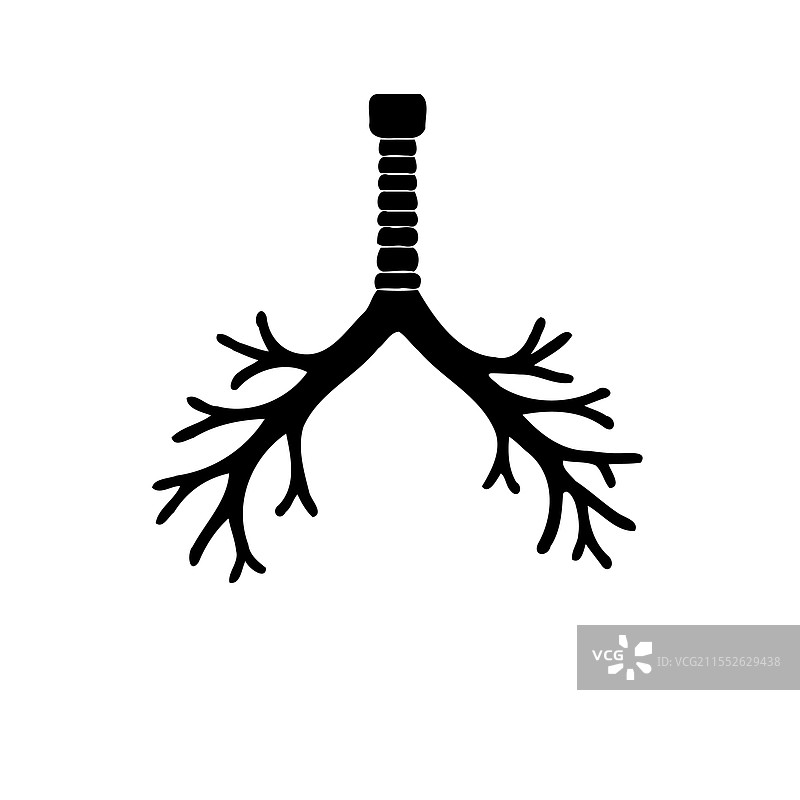 人类肺部解剖图，支气管医学图示图片素材