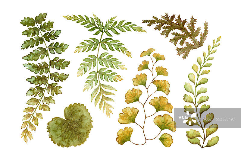 一组带有纹理的蕨类植物叶子图片素材