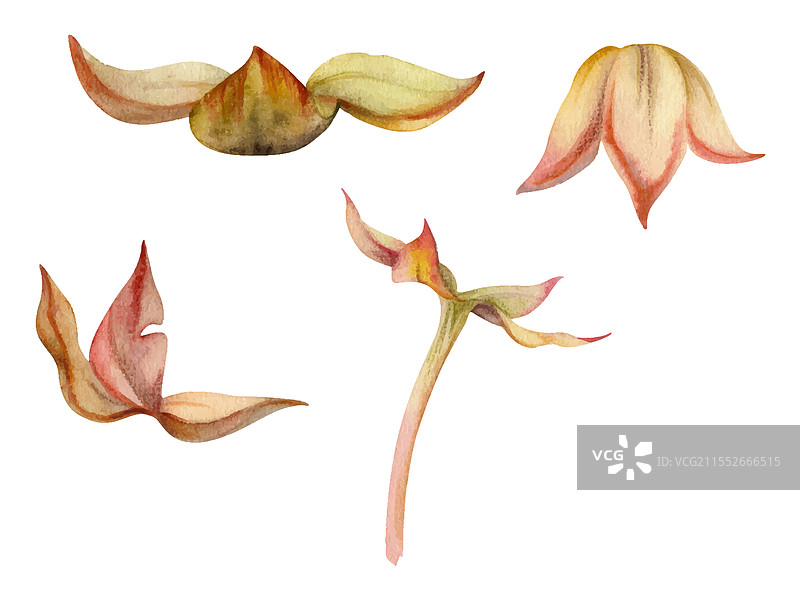 云莓覆盆子果实容器种子荚图片素材